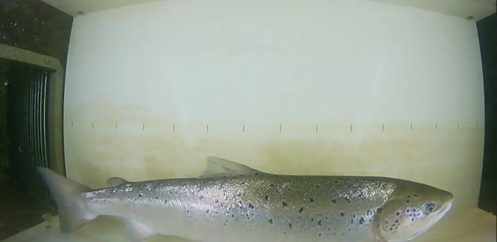 Laks 07.08.22, Laksforsen