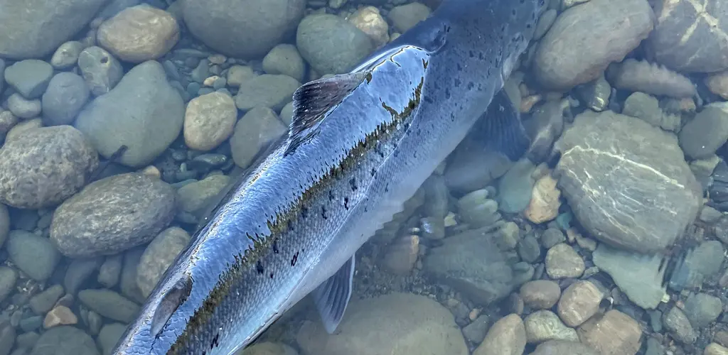 Gjenutsetting av holaks
