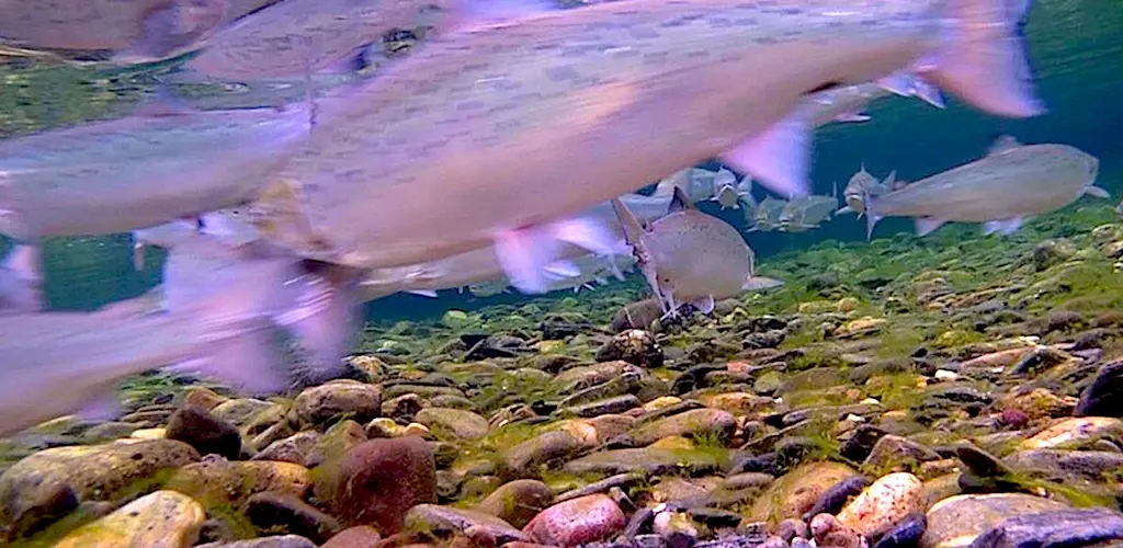 laks, Storelva - Kongsfjordelva