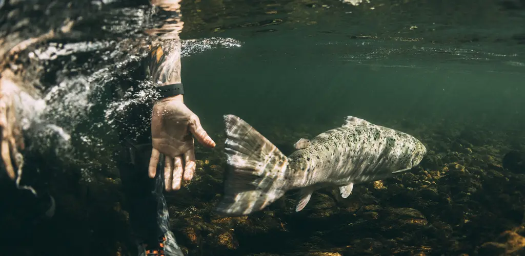 Laks gjenutsettes i Etne. 