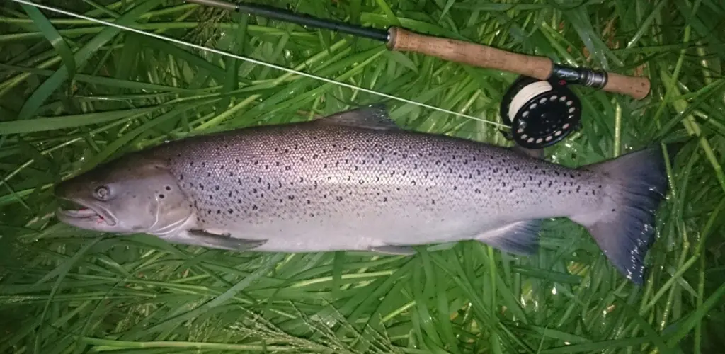 Sjøørret
