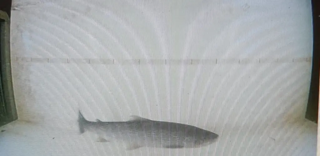 Ørret 2023 Laksfors