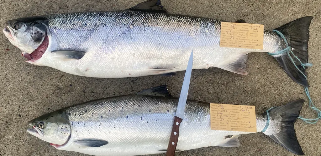 Skjellprøvelotteri