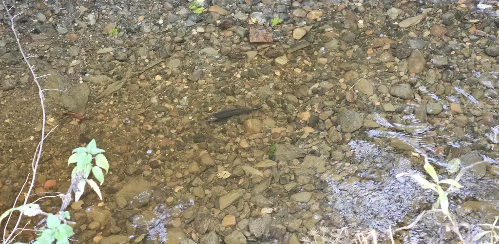 Ørreten er tilbake i Hembresbekken