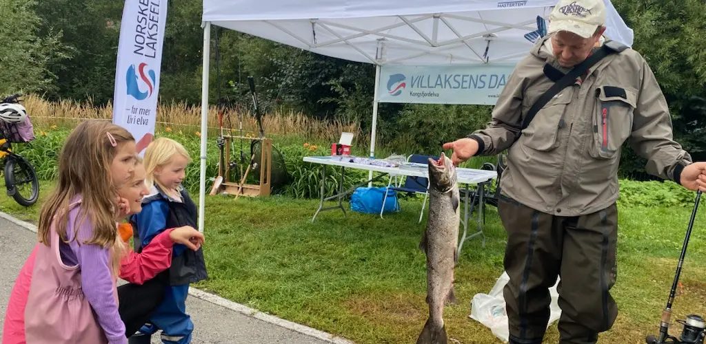 Villaksens dag i Akerselva