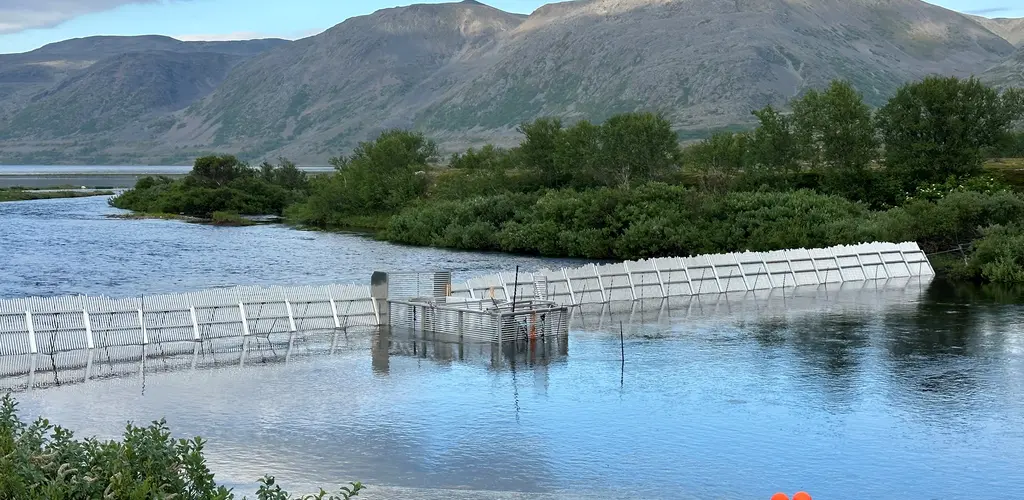 Pukkellaksfelle i Komgsfjord