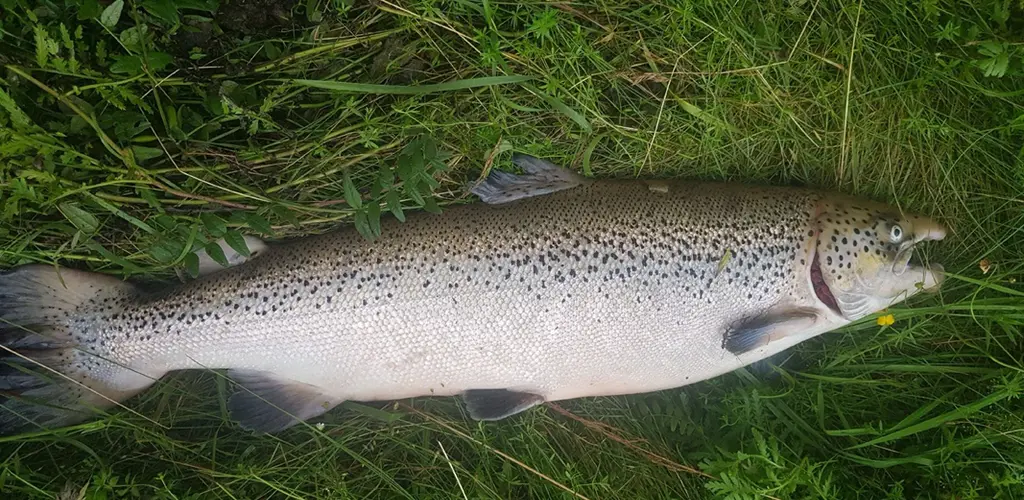 Oppdrettslaks fanget i Surna 2023