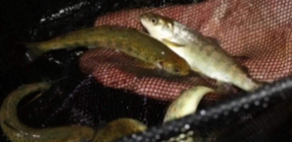 Smolt fra smoltanlegget.