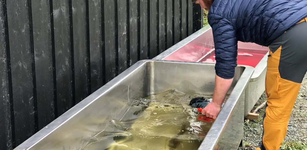 Desinfisering Verdalselva