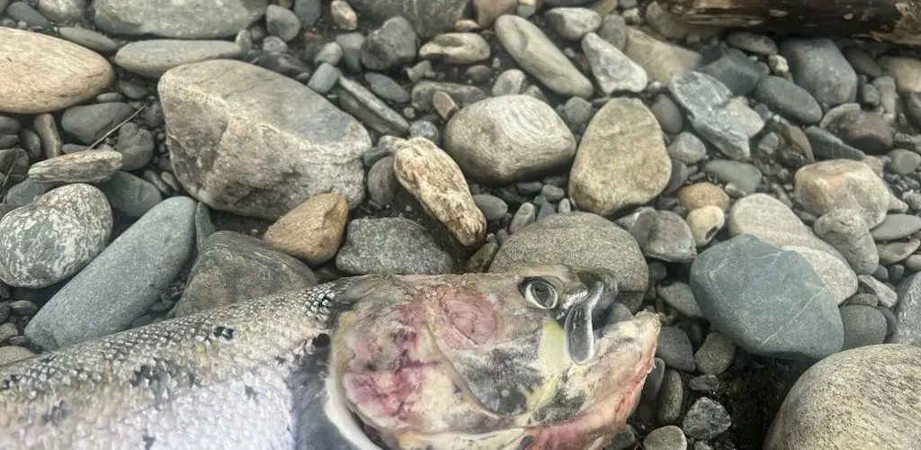 dødlaks6_verdalselva