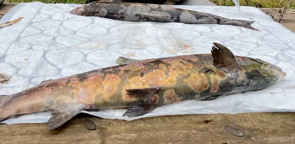 På bildet vises symptomene som fremkommer på syk og død fisk fra Halleelva i Larvik 