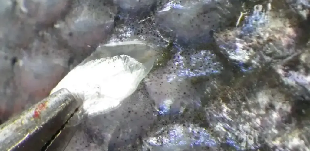 Skjell