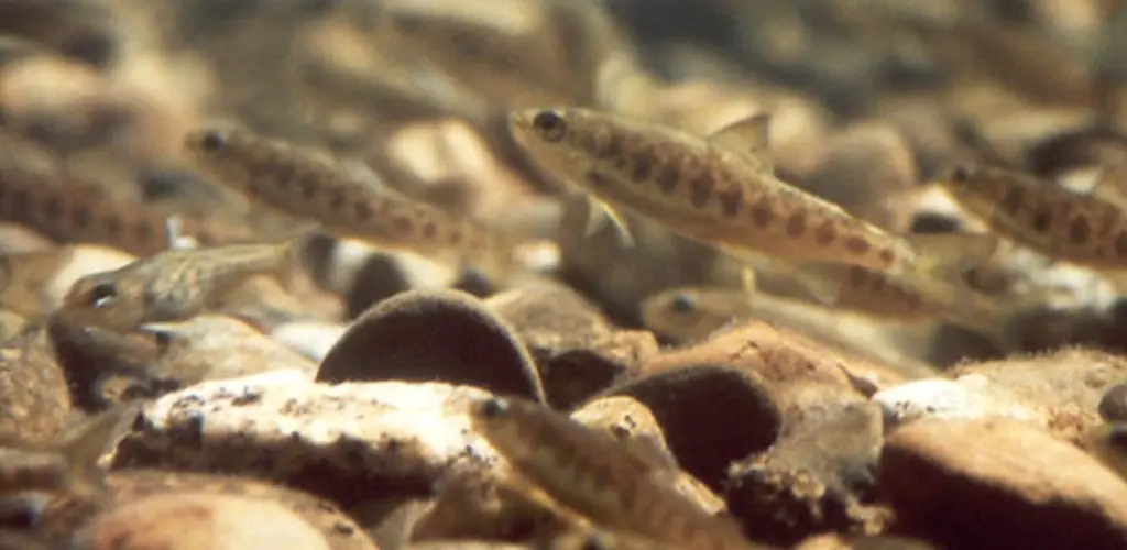 Lakseparr