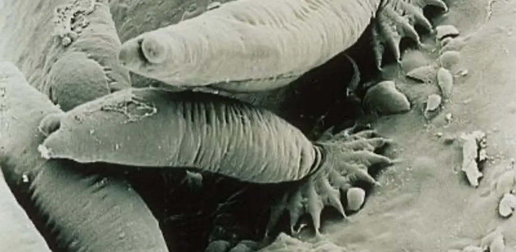 Gyrodactylus