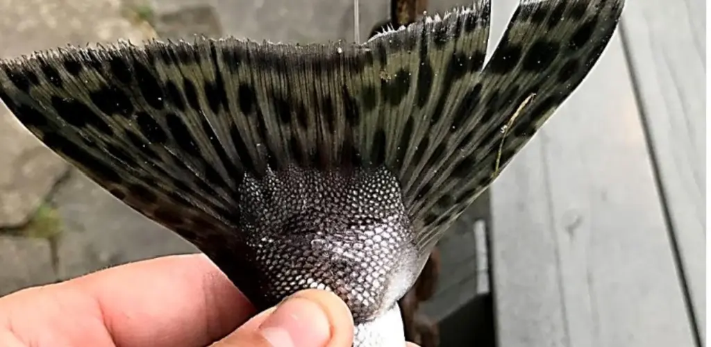 Halefinne pukkellaks