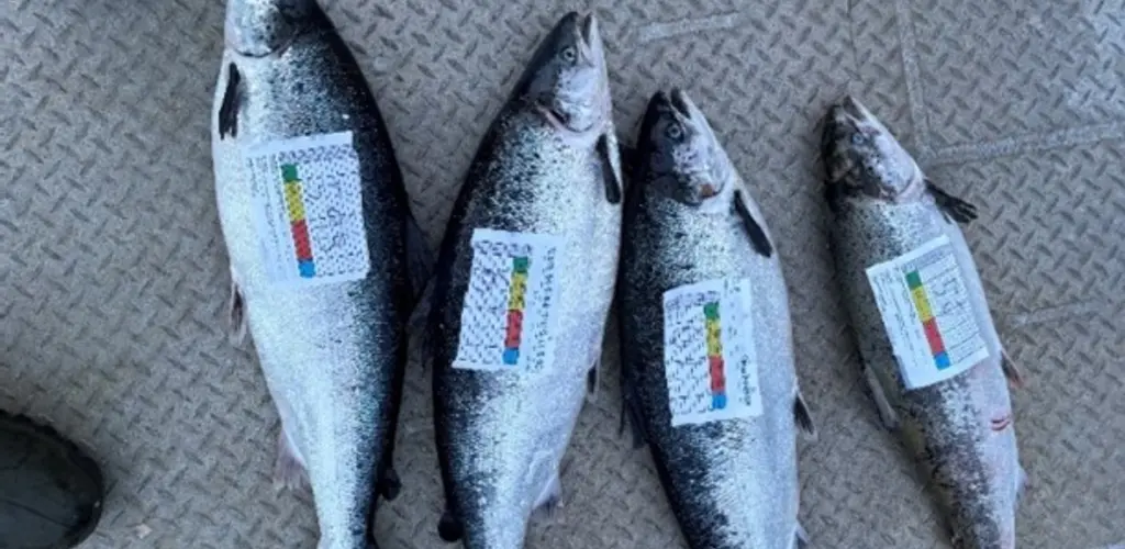 Fanget oppdrettslaks