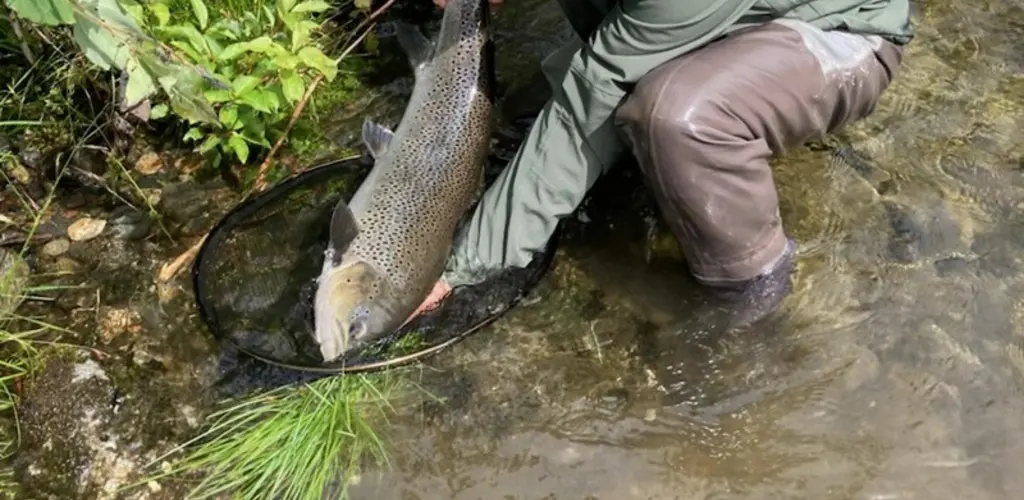 Sjøaure 5.2kg Etne