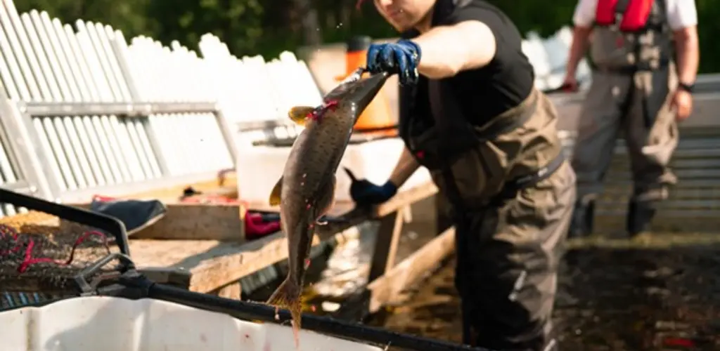 Pukkellaksfelle i Tana 2025