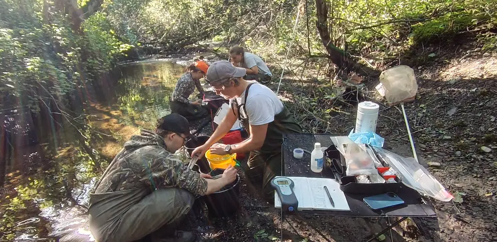 NMBU på elfiske og merking_verdalselva