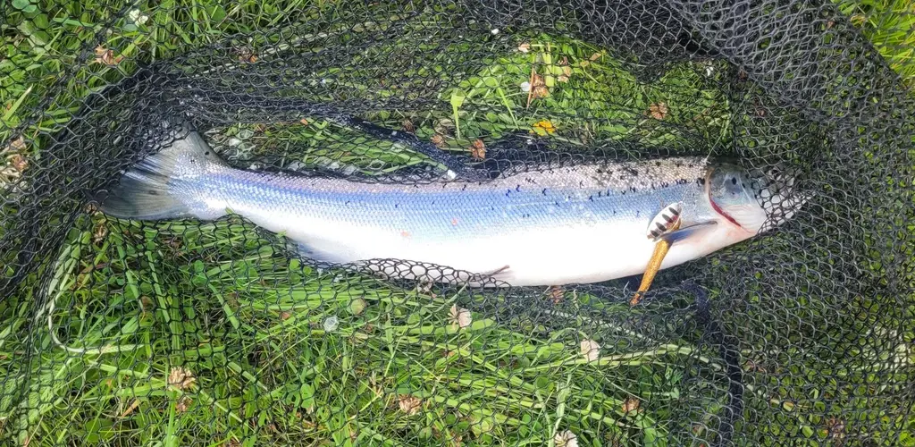 sesongen -26 første laks er alt tatt. Svidde på 1,6 kg.