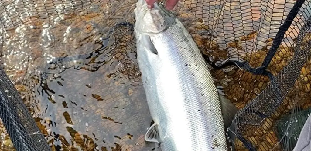 Mandalselva C/R 2026