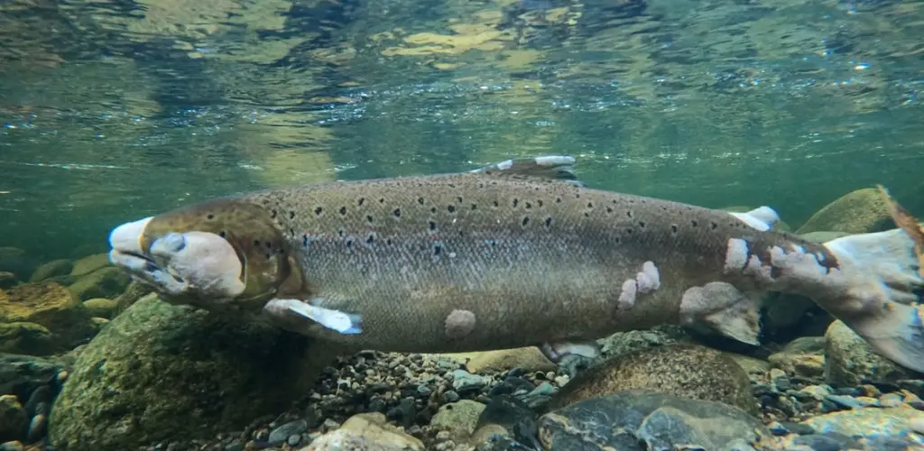 Soppinfisert fisk Gaula