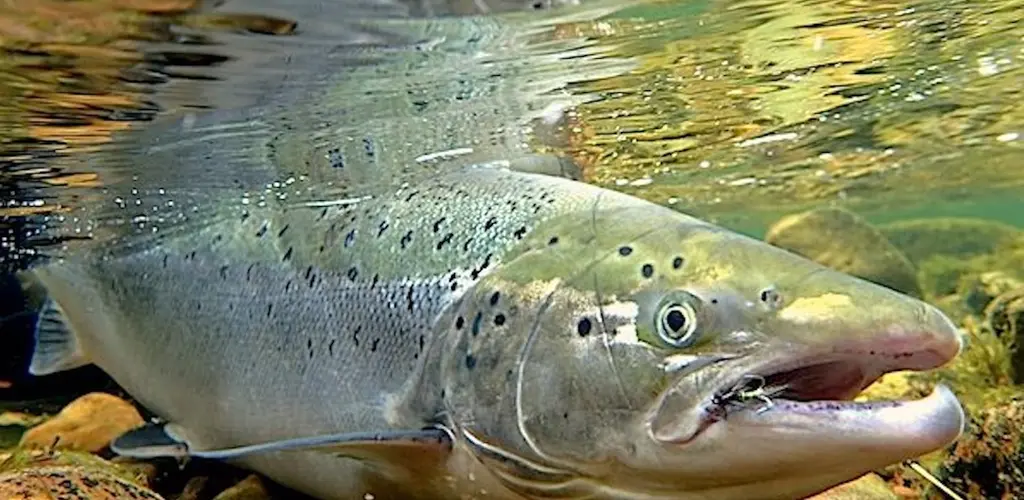 Laks Kongsfjordelva Laks Kongsfjordelva