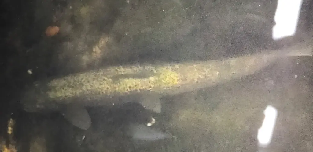 Observert fisk med sår/sopp