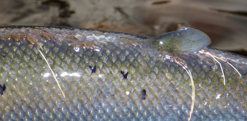 Lakselus på villaks