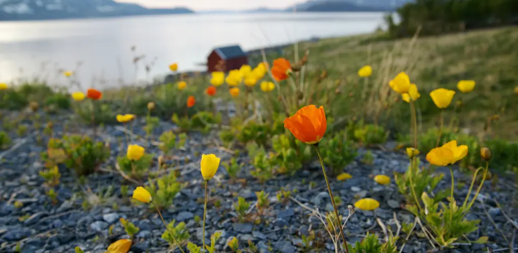 Repparfjorden. Repparfjorden.