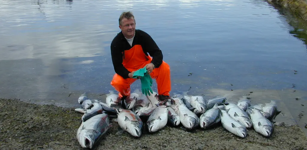 Sjølaksefisket høster av alle bestander, både de som tåler det og de som ikke tåler det.