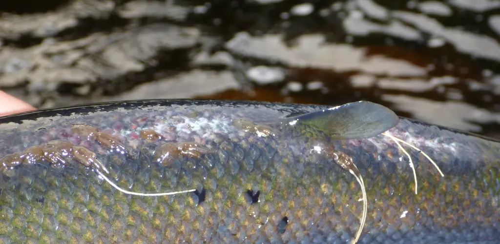Lakselus Lakselus