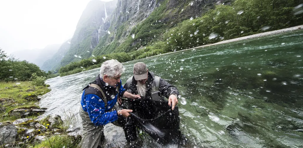 Laks i Nærøydalselva