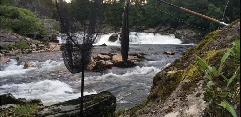 Laks i Hovefossen i Nausta