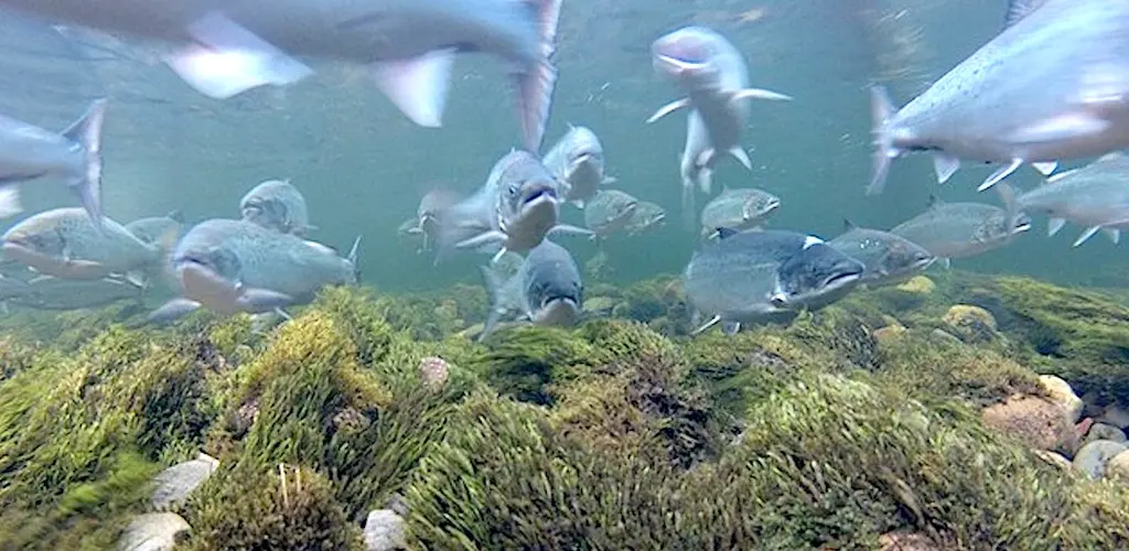 Lakseoppgang i Kongsfjordelva Lakseoppgang i Kongsfjordelva