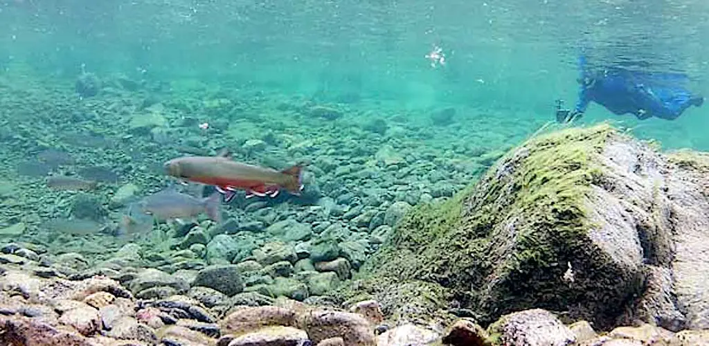Storelva Ulovlig fiske i Storelva