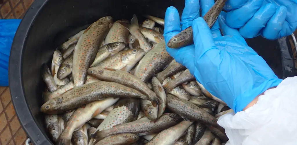 Sortering av død fisk Sortering av død fisk