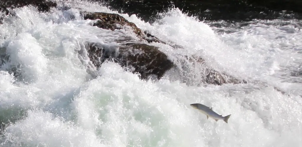 Laks i Sandsfossen Laks i Sandsfossen