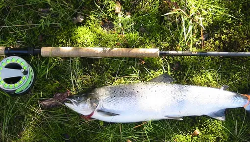 Gjenåpning for uttak av laks under 65 cm