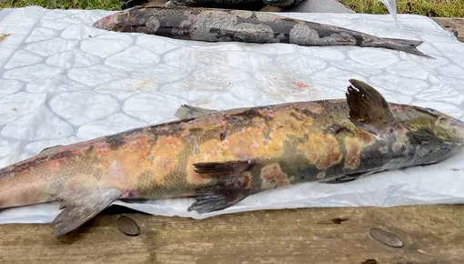 På bildet vises symptomene som fremkommer på syk og død fisk fra Halleelva i Larvik 