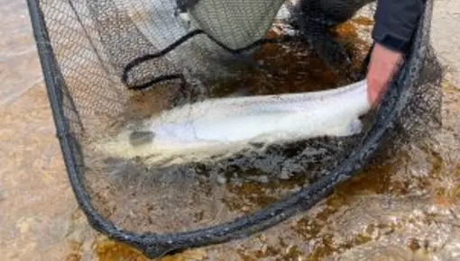 Gjenutsetting storlaks