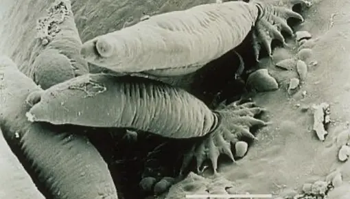 Gyrodactylus