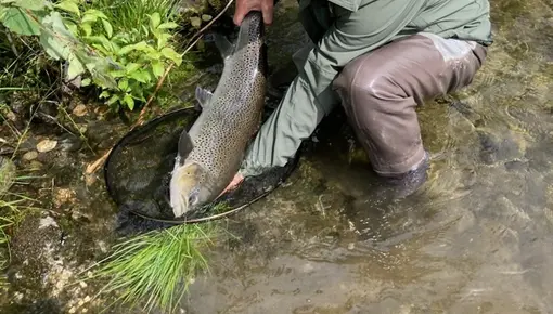 Sjøaure 5.2kg Etne