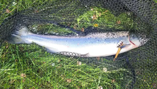 sesongen -26 første laks er alt tatt. Svidde på 1,6 kg.