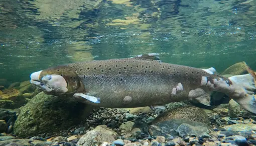 Soppinfisert fisk Gaula