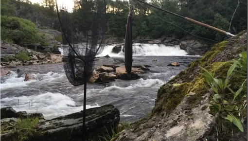 Laks i Hovefossen i Nausta