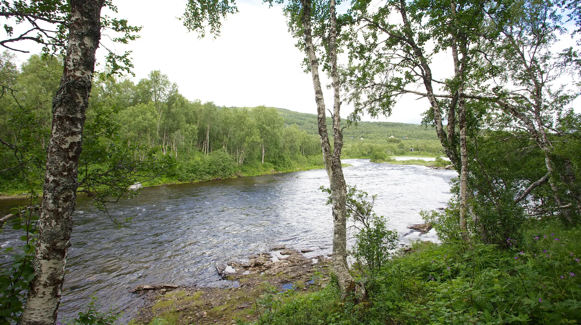 Laukhelle